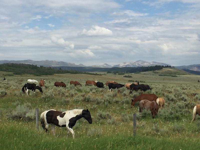 Horses wander near the heart of the Greater Yellowstone Ecosystem