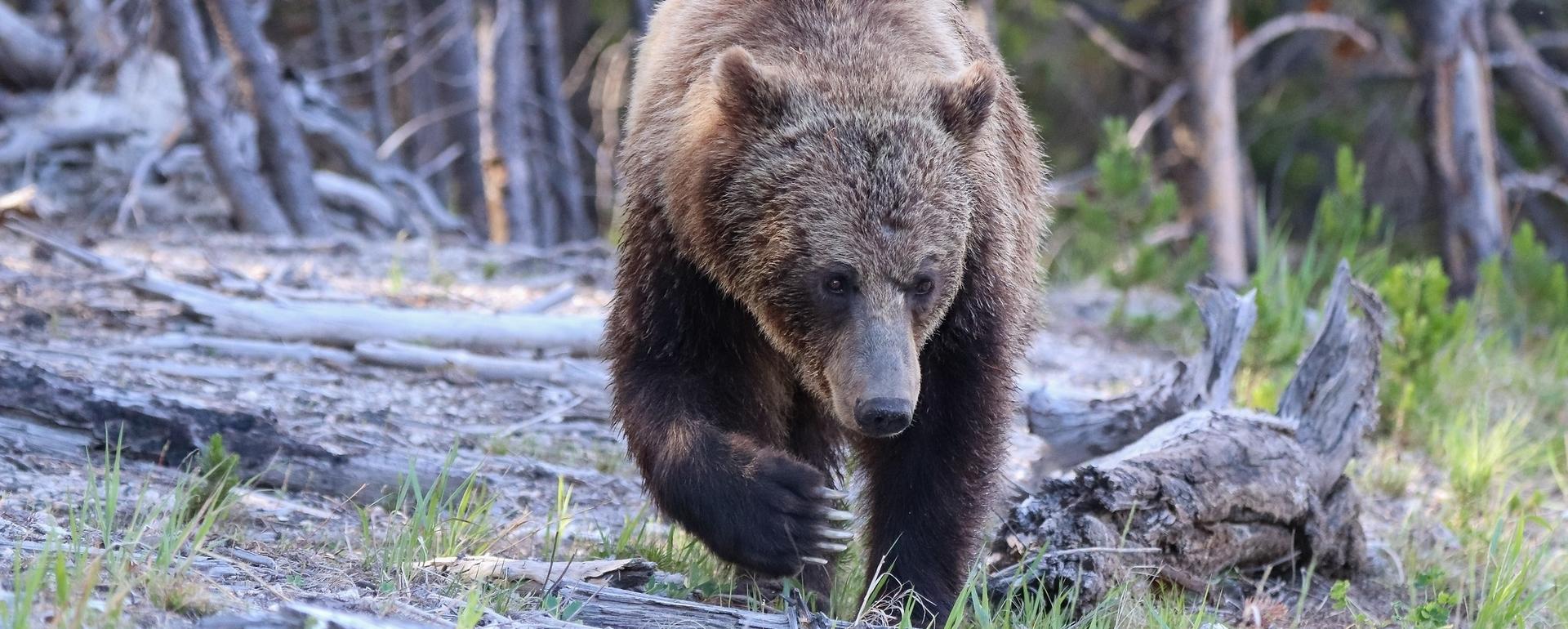 A grizzly bear near Roaring Mountain, Yellowstone National Park