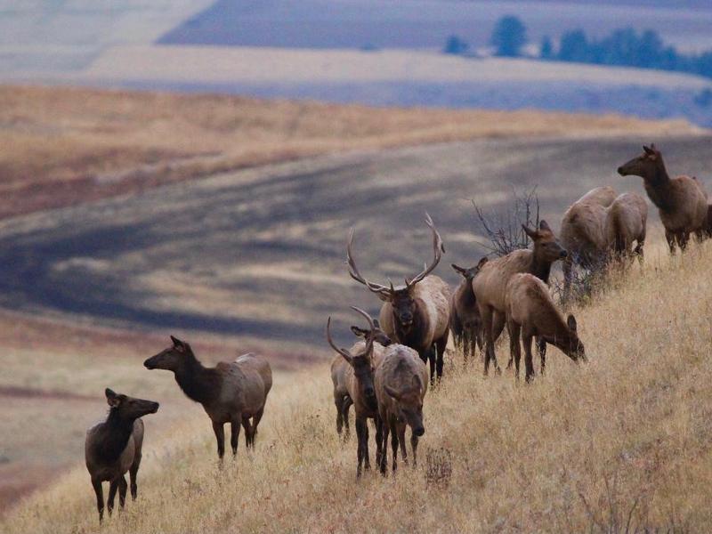 Will viable ag or elk disappear from Bozeman first?
