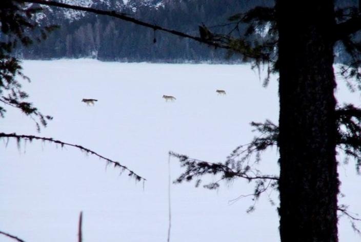 The writer watches three wolves cross the frozen lake in the North Fork of the Flathead River Valley  in Glacier National Park. Photo by Benjamin Polley