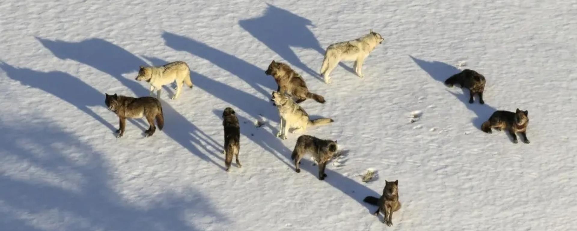Aerial wolf gunning is a practice used to manage wolves in Montana, Idaho and Wyoming. Conservation groups are pushing back.