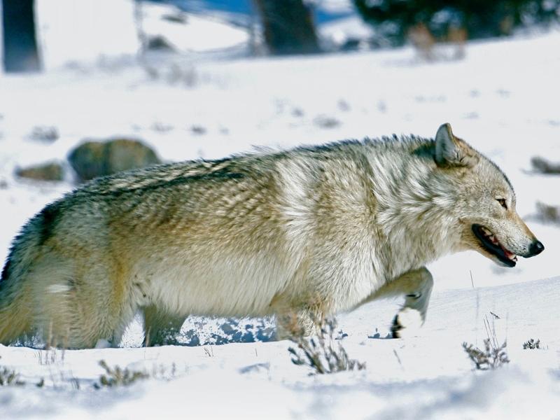 A lone female wolf trudges through the snow near Tower Junction in Yellowstone's Northern Range