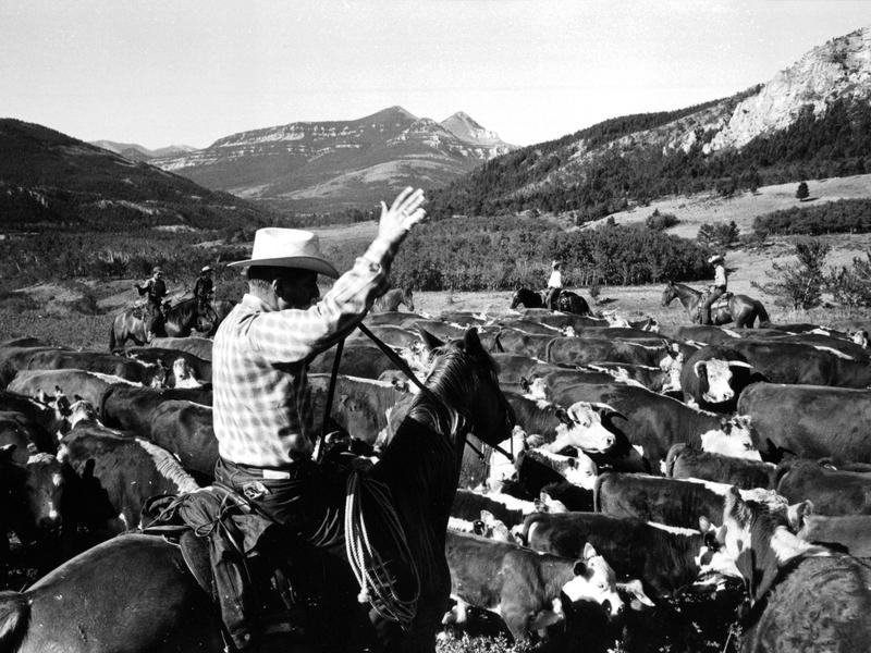 Bob Staffanson on a cattle drive.