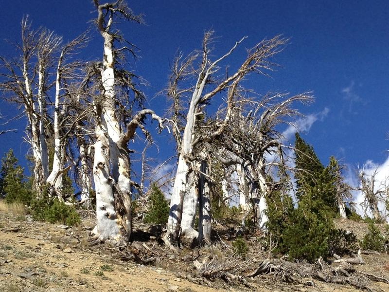 Dead whitebark pine trees in Greater Yellowstone. Photo courtesy U.S. Fish and Wildlife Service