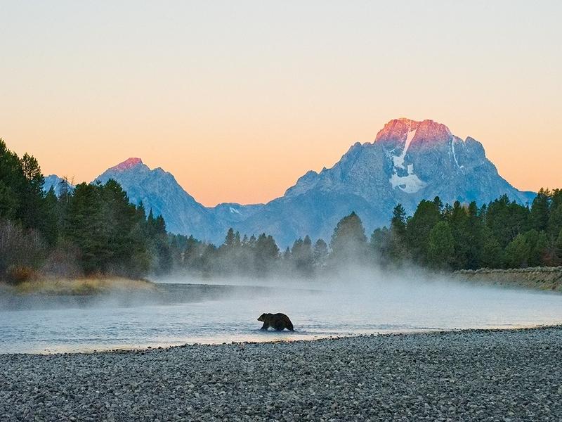 "First Light-Grizzly", Thomas Mangelsen's photograph of Grizzly 399 crossing the Snake River, is awe-inspiring.  But events in a bear's life can turn on perilous moments.
