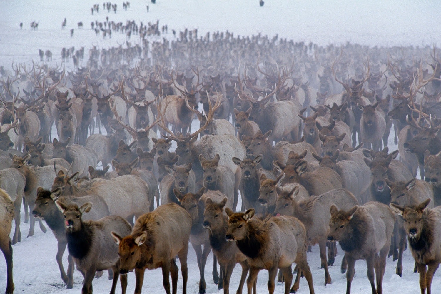 Is this where a pandemic of Chronic Wasting Disease in Greater Yellowstone could begin? Thousands of elk bunched together on the National Elk Refuge in Jackson Hole, Wyoming.  Photograph 