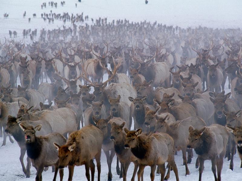 Thomas Mangelsen's photograph "Winter Herd" portraying thousands of elk on the National Elk Refuge in Jackson Hole, Wyoming