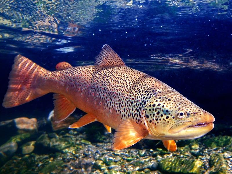Brown trout, a fine art photograph by Pat Clayton (http://fisheyeguyphotography.com) 