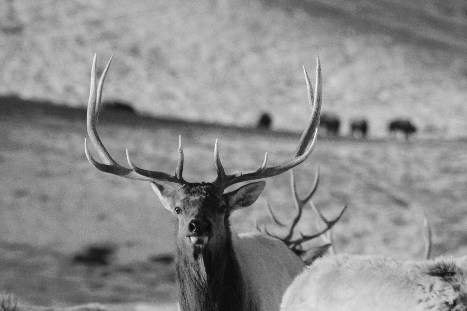 A bull elk on the National Elk Refuge in Jackson Hole, Wyoming. Photo courtesy U.S. Fish and Wildlife Service