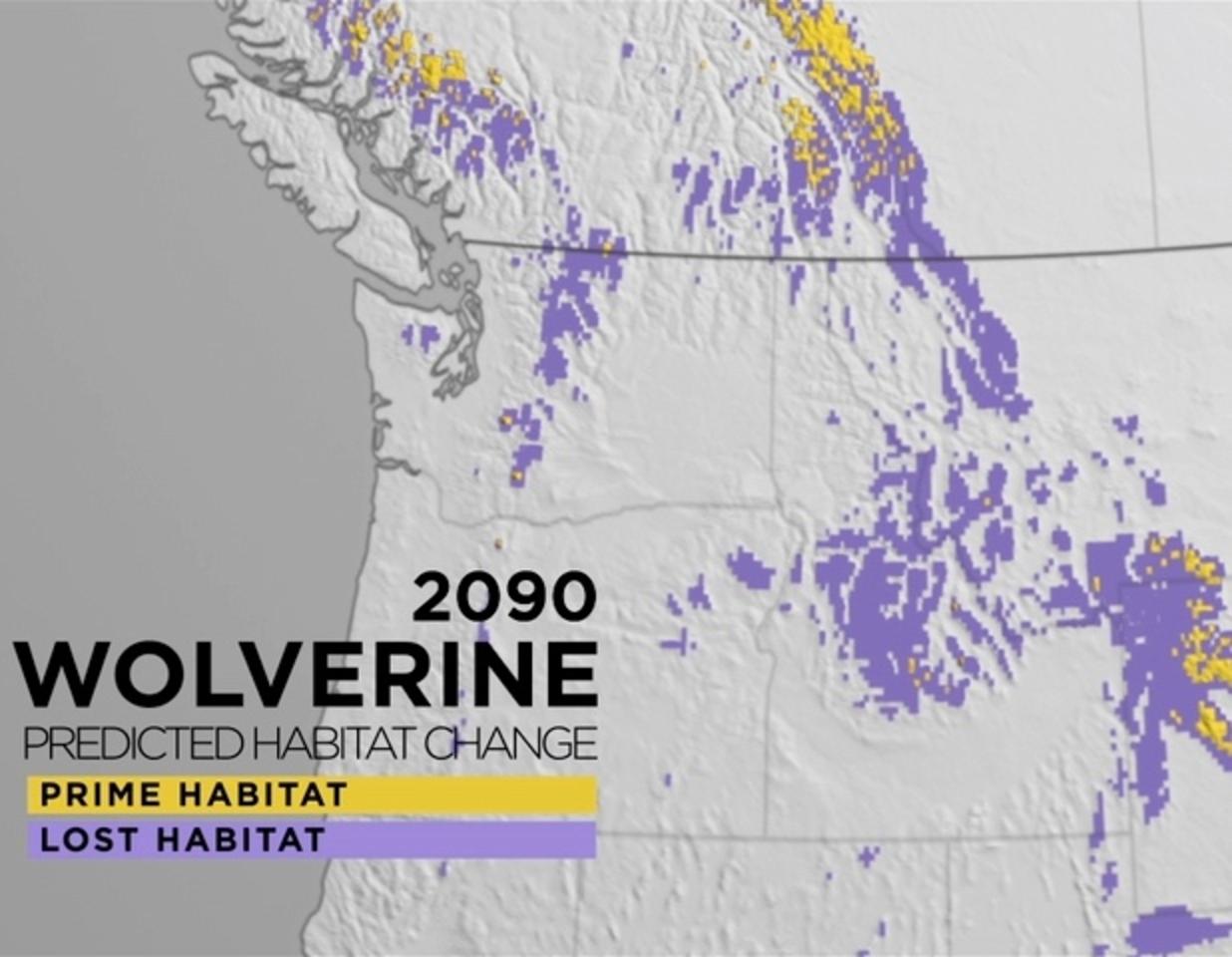 Map of present suitable wolverine habitat versus likely outlook in the 21st century as warming average temperatures reduce mountain snowpack.  It means providing refugia where wolverines are free from disturbance will be even more important. Map use courtesy American Museum of Natural History