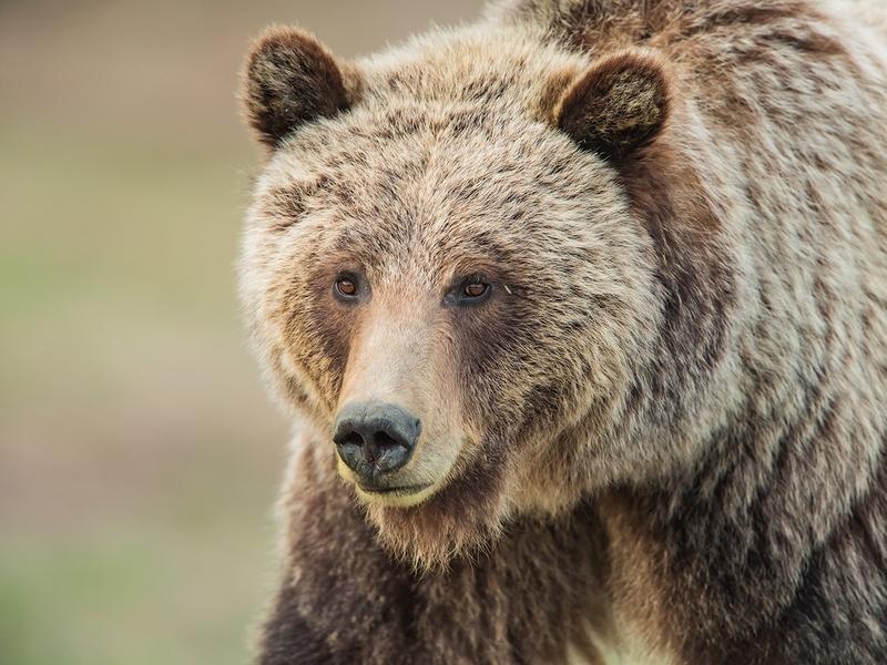 The surival of grizzlies in Greater Yellowstone depends more on the behavior of bears rather than people. Photo by Thomas D. Mangelsen (mangelsen.com)