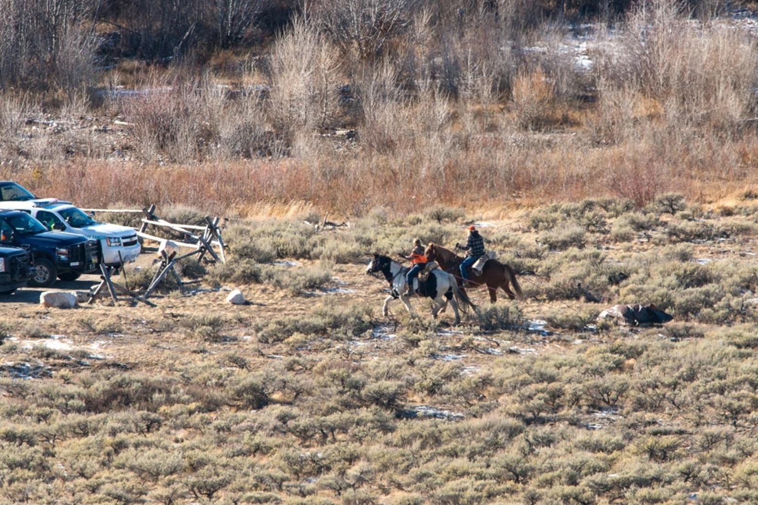 Horse people drag a dead grizzly that was killed by elk hunters claiming self defense inside Grand Teton National Park.  It's annual "elk reduction program" is the only big game hunt that occurs inside a national park and is very controversial.  That grizzlies might be shot and killed by elk hunters inside Grand Teton at all has prompted some conservationists to sue to stop the hunt. Grand Teton officials today require all hunters to carry bear spray. Photo by Thomas D. Mangelsen (mangelsen.com)