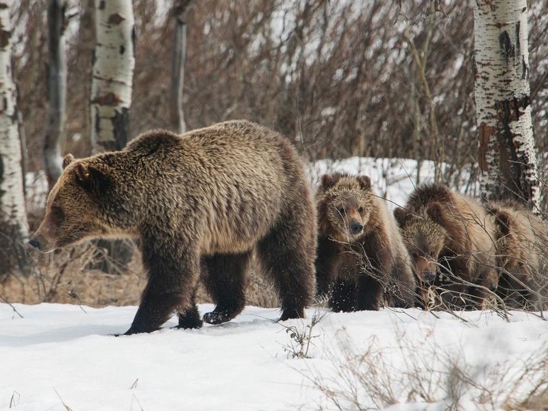 A sow grizzly in Wyoing with three cubs. (Thomas D. Mangelsen photo)