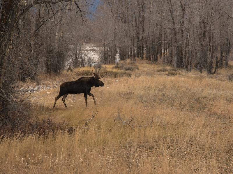 A bull moose in Jackson Hole, photograph by Sue Cedarholm