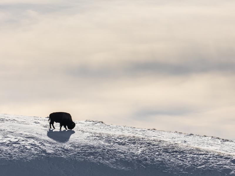 Lone Bison silhouette in Hayden Valley  NPS / Jacob W. Frank