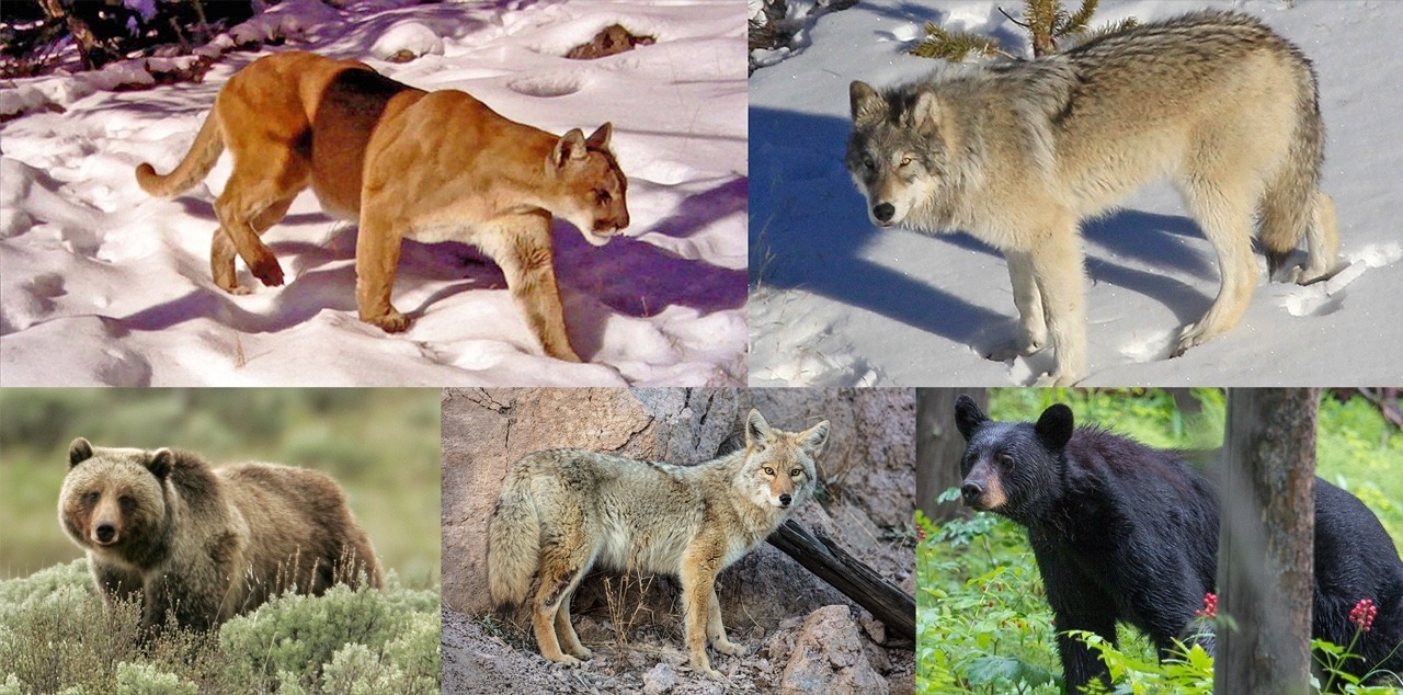 Many scientists say that Greater Yellowstone's full predator guild represents a formidable gauntlet to CWD.