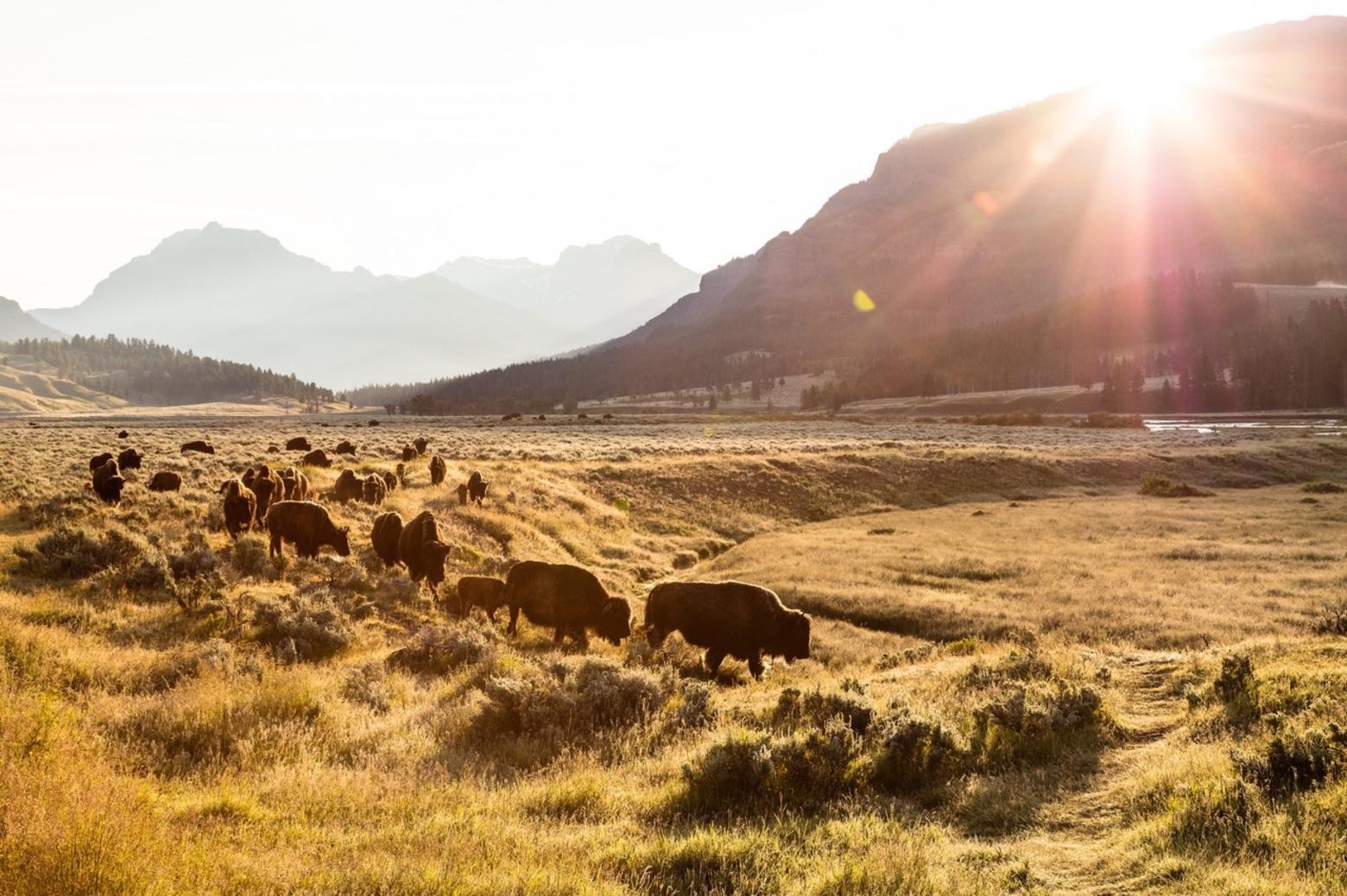Bison group on the move at sunrise in Lamar Valley.  NPS / Jacob W. Frank