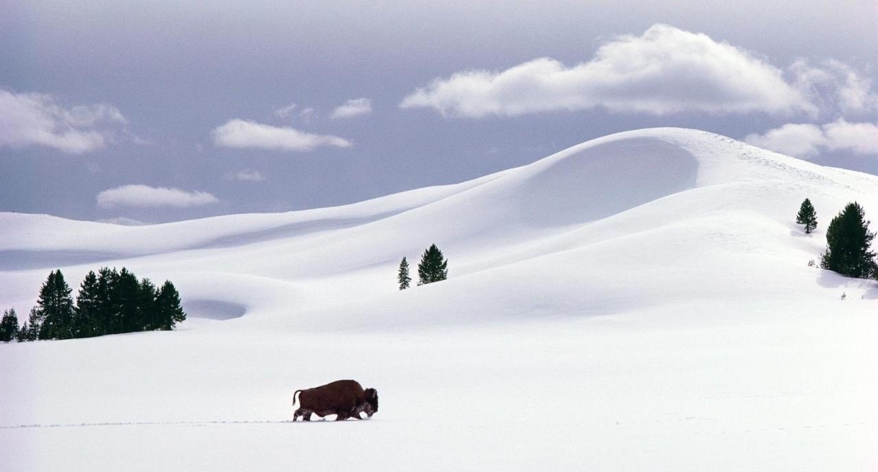 Some have likened Fuller to a seasoned bison bull, weathering Yellowstone's elements, moving discreetly in and out of view.  In this Fuller photograph, a bull trudges across the snowdunes of Hayden Valley.  
