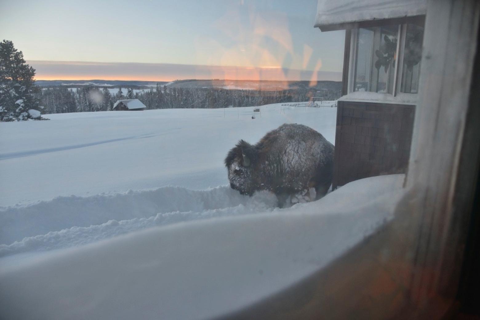 Steven Fuller observes: "Early in the winter some of the half dozen bull bison/buffalo that hang on in the meadows around the house come up right next to the house to take advantage of the summer sun dried graze that is accessible in the shallow snow shadow around the perimeter of the house, as seen through my living room windows."