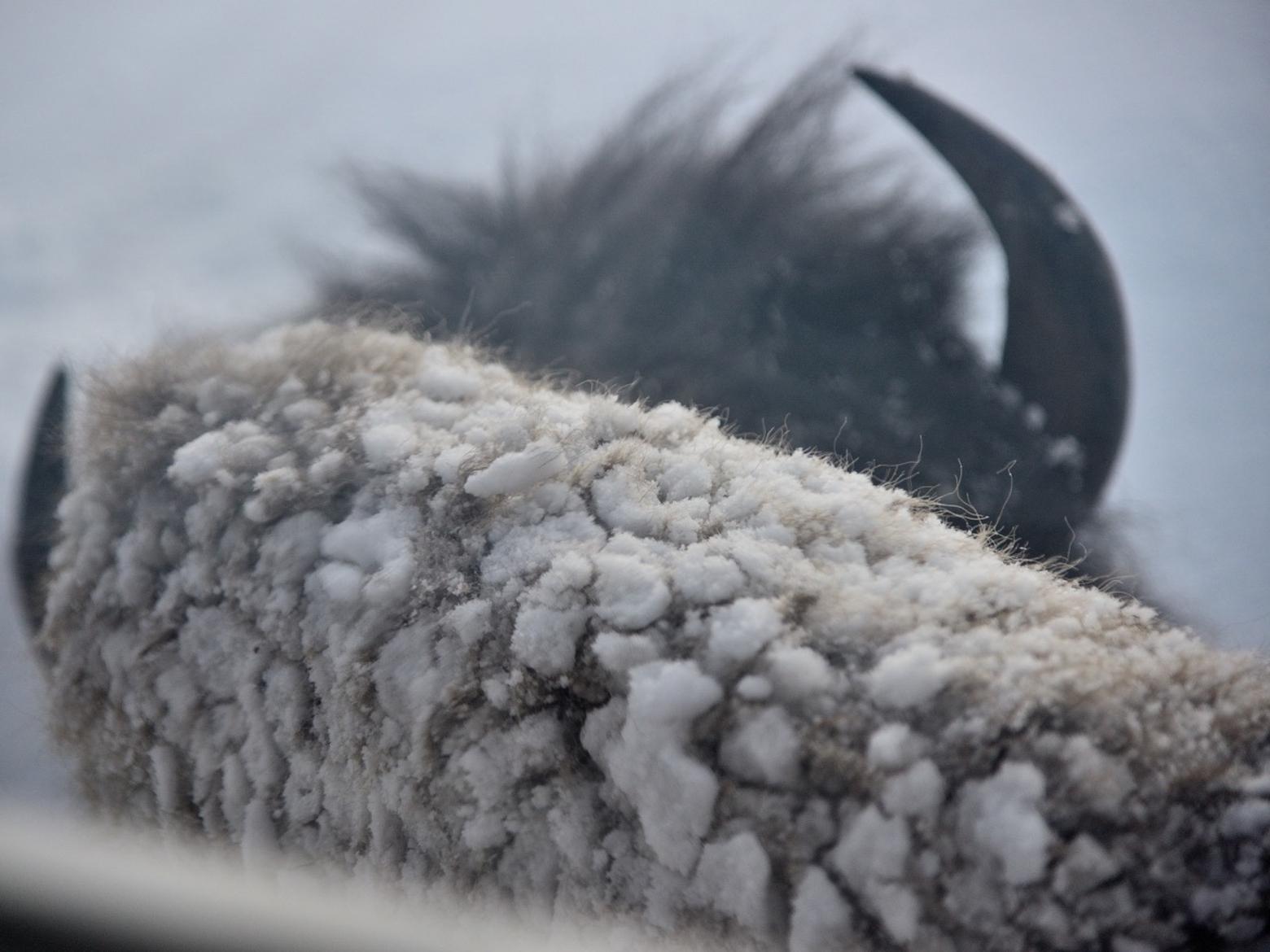 "Recently, as I was grinding my morning coffee beans in the kitchen, my cats indicated that there was a being of interest directly below the windows on our enclosed front porch," Fuller shares. "Pressing my face against the glass I saw, then could hear this bull grazing directly below me. Occasionally his horn bumped the exterior wall of the house below my feet. But for the window glass I could have reached out and touched his back." Photo by Steven Fuller