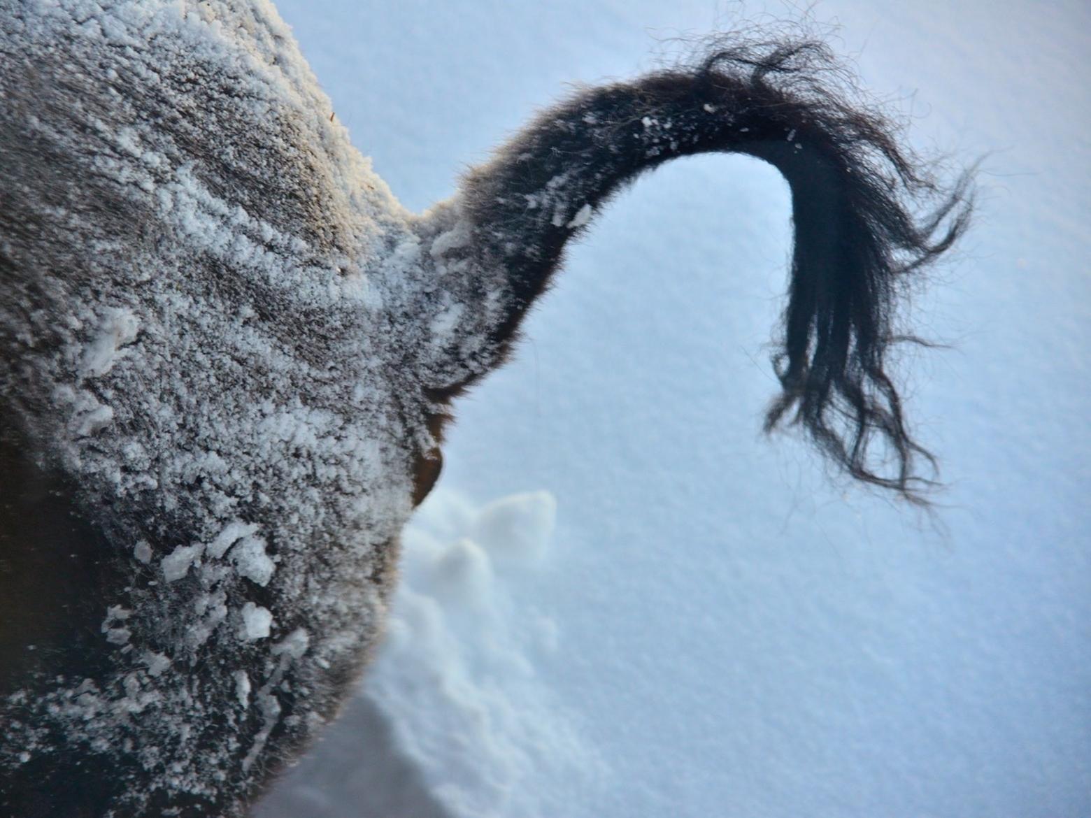 "Tails are wonderful appendages," Fuller offers. "They are signal flags that communicate an animal’s state of mind and a fly whisk to protect vulnerable portals. Pity we have lost ours but for the vestige coccyx, which has no independent wag left in it. Since wolves were re-introduced buffalo with only a stub of tail are a not an unusual sight…I presume they lost their tails when they were young to raw jerky stick loving wolves that enjoyed the sport of snatching tails…capture the flag!."