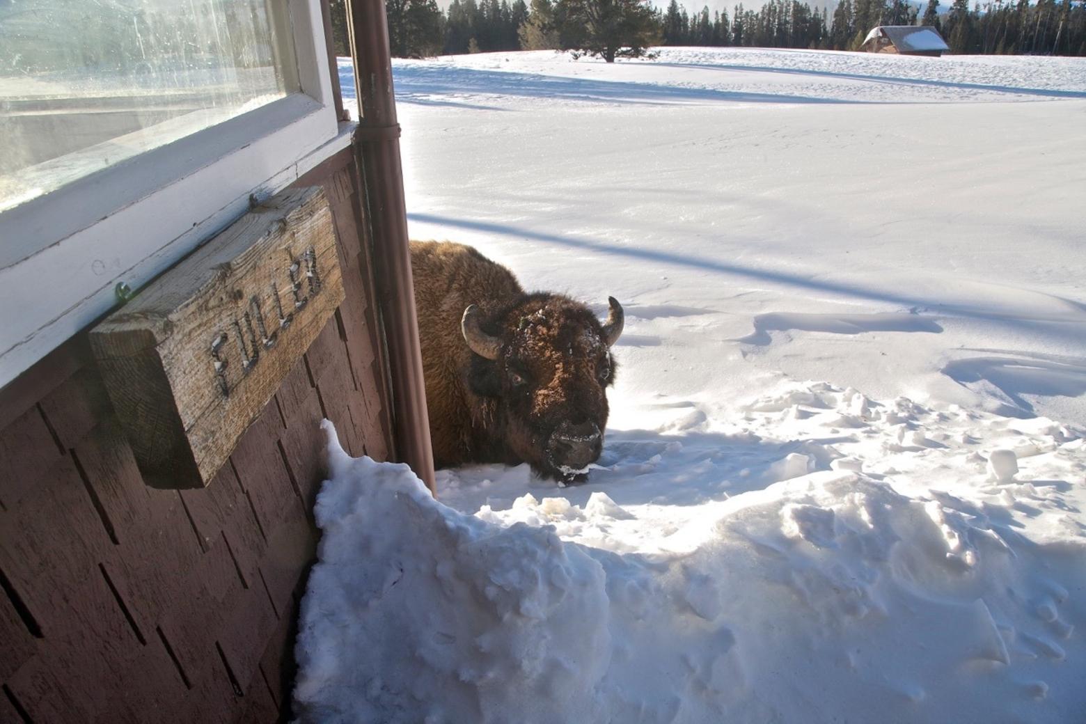 "One of several bulls that spend much of the year, often within sight of the house, and sometimes within a few yards of the door. This bull and I have known each other, that I am aware of, for four years now. He might dispute this and say it has been six or eight years and certainly he would be the more knowledgeable," Fuller says.