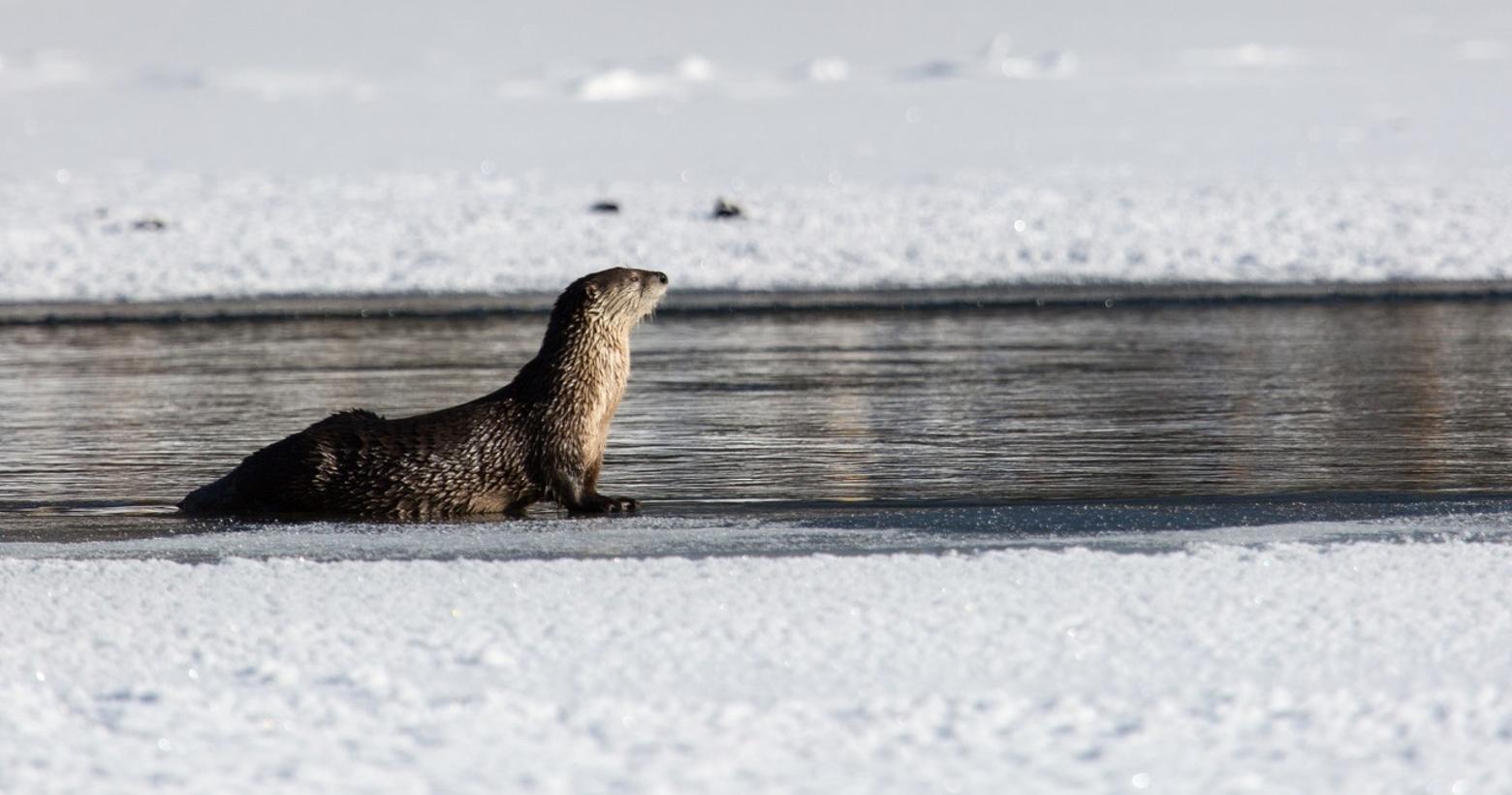 River otter in Yellowstone River; Neal Herbert; December 2015