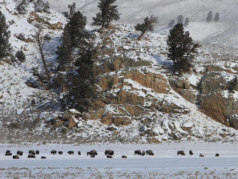 Yellowstone bison, photo by Jim Peaco/NPS