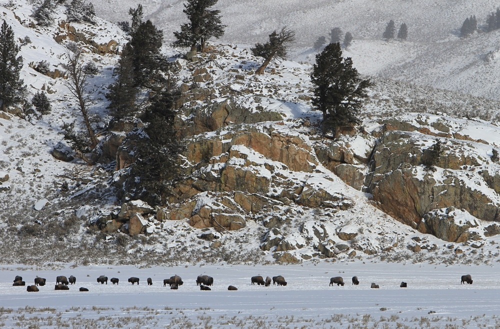Yellowstone bison seeking food in winter. Photograph by Jim Peaco, National Park Service