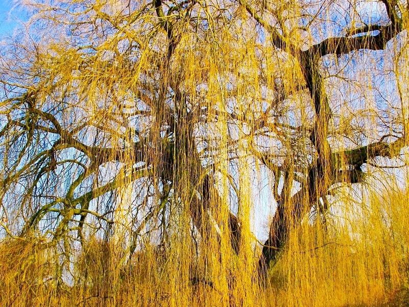 A golden weeping willow (MaxPixel)