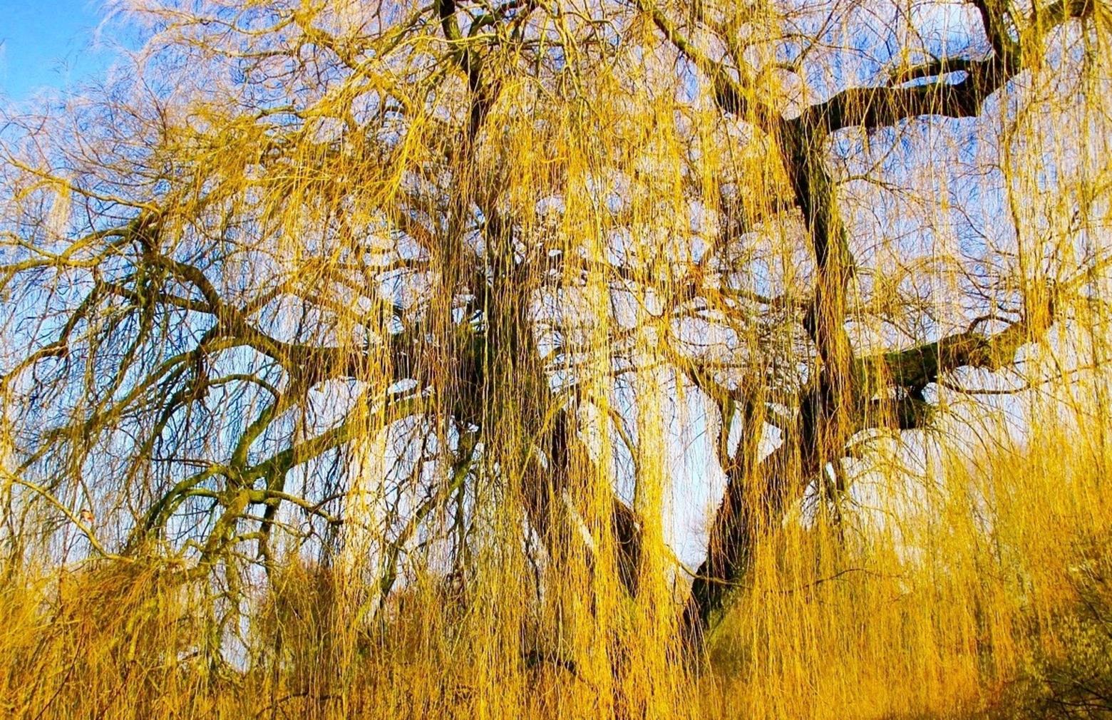 Golden weeping willows are not native to Wyoming. Still, Susan Marsh mourned the loss of the tree that grew outside her  office at the U.S. Forest Service