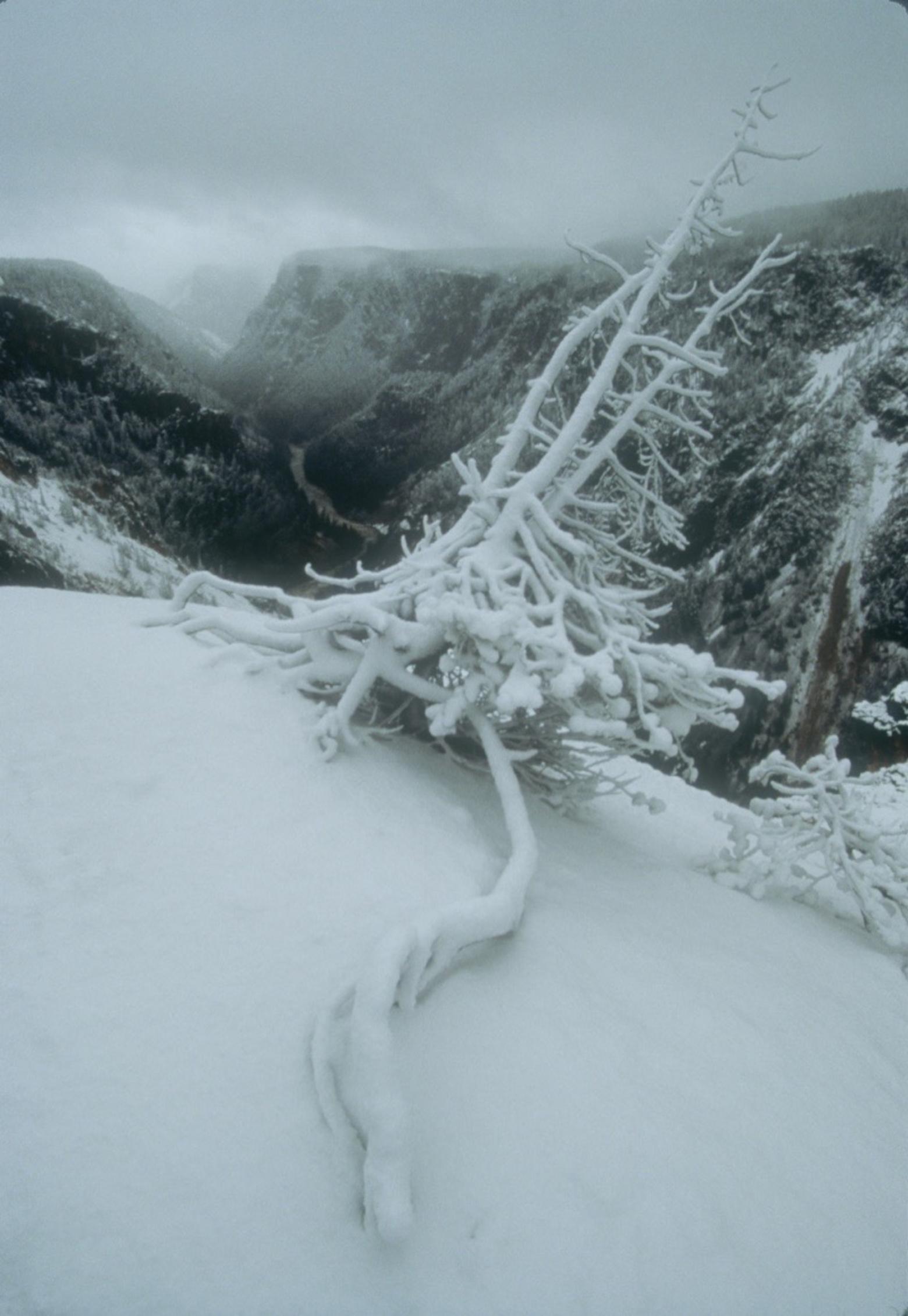&quot;A winter snowstorm embellishes this old pine snag that has extended a formidable root in an attempt to belay the itself from being drawn into the maw of the canyon,&quot; Fuller notes. &quot;Think of clawing your fingernails in slow motion into the top edge of a cliff with a 1,200-foot exposure. Eventually the pull of gravity over-whelmes the life force in all of us.&quot; Photo by Steven Fuller