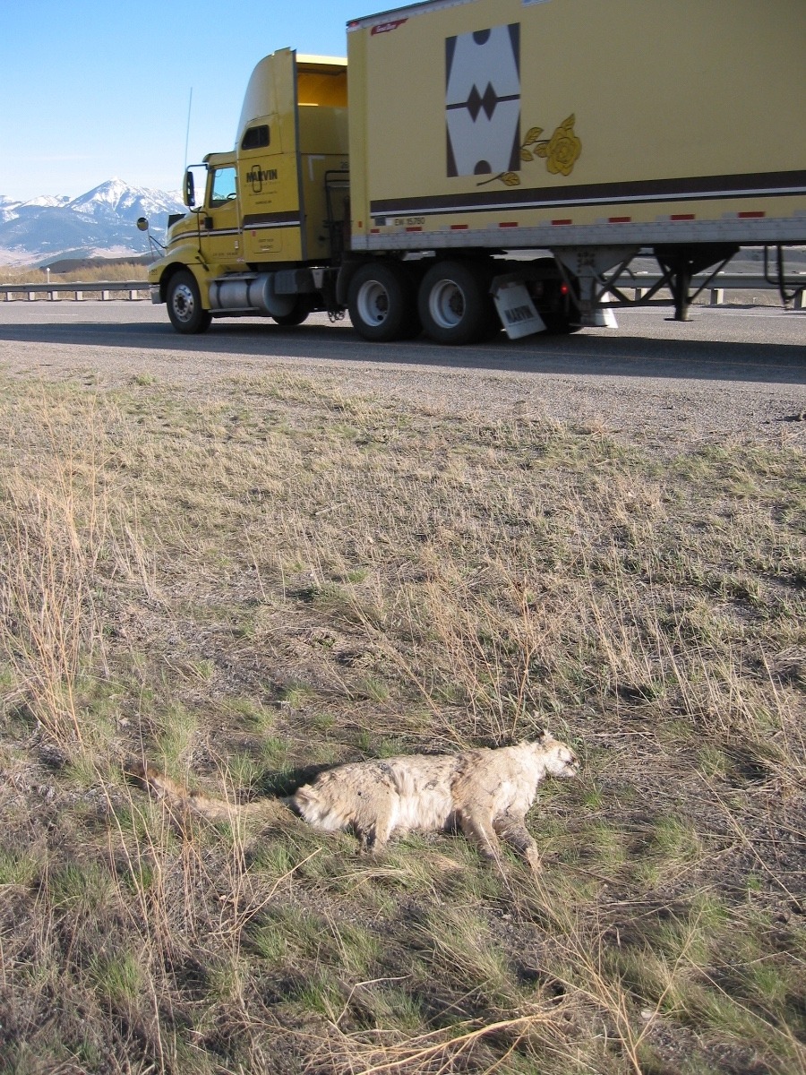 Highways represent death traps for many species.  A mountain lion becomes another casualty of the Interstate-90 corridor on Bozeman Pass between Bozeman and Livingston. Photo courtesy Lance Craighead / the Craighead Institute