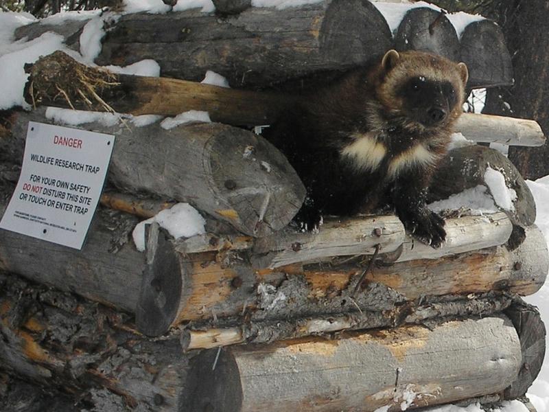 One of the wolverines in Dr. Kim Heinemeyer,'s research project