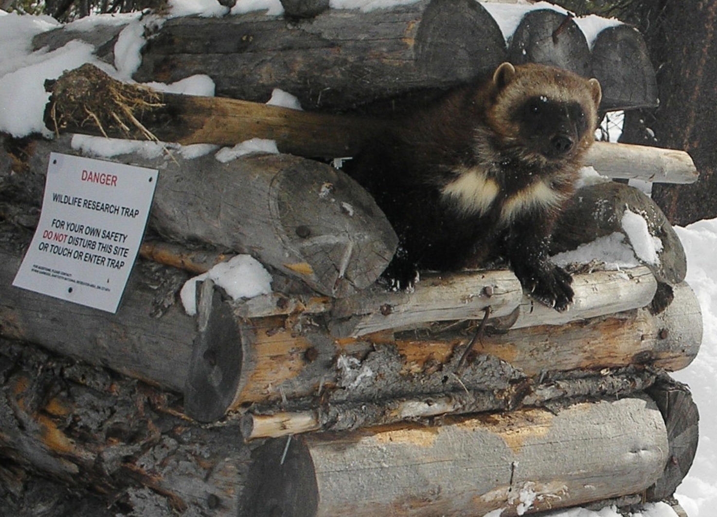 A trail camera captured this wolverine coming out of a cubby. Photo courtesy Wolverine Winter Recreation Project 