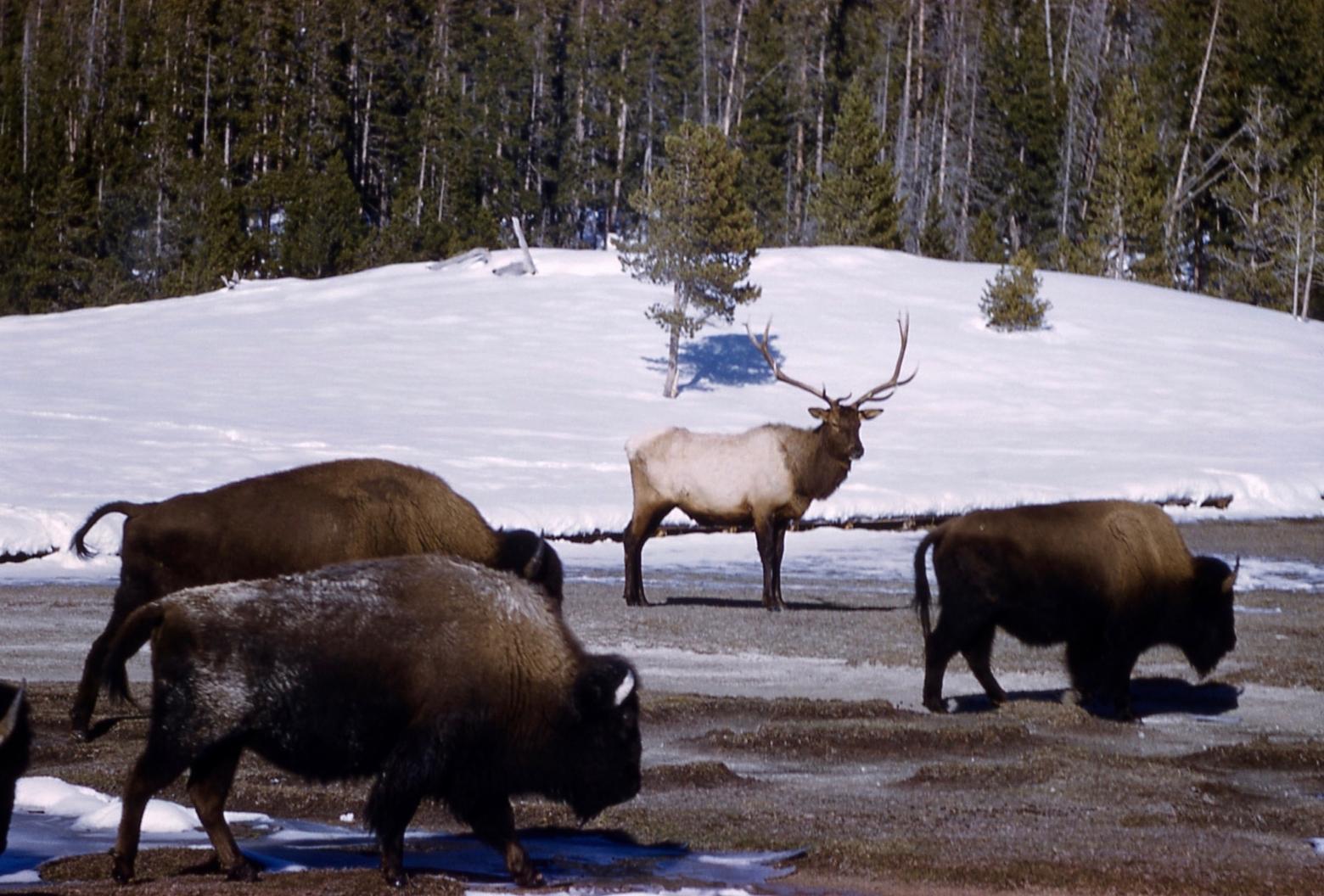  A contrast in species persecution—one is guilty of transmitting disease and yet is allowed to wander outside Yellowstone freely; another has never transmitted brucellosis to cattle but treated with lethal intolerance in Montana. Photo courtesy National Park Service