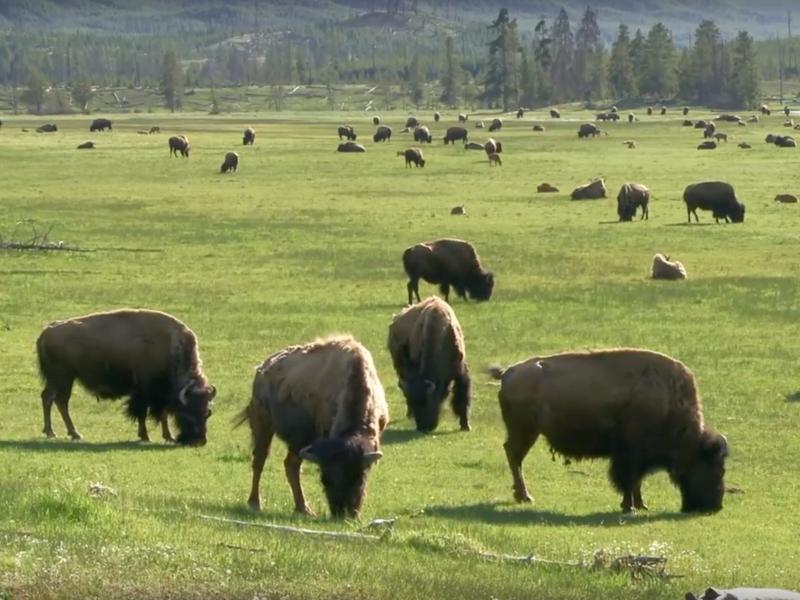 Still image taken from Yellowstone NPS video