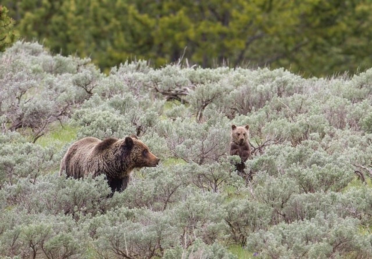 A Yellowstone grizzly mother and cub. Photo courtesy Jim Peaco/NPS