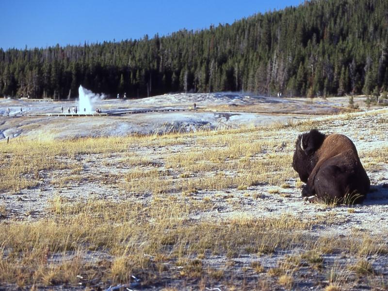 A bison bull in Old Faithful area
