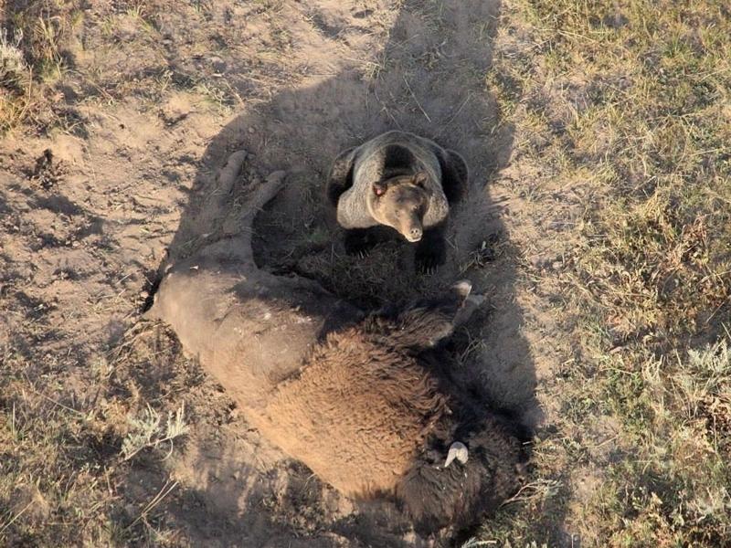 A Yellowstone grizzly on a bison
