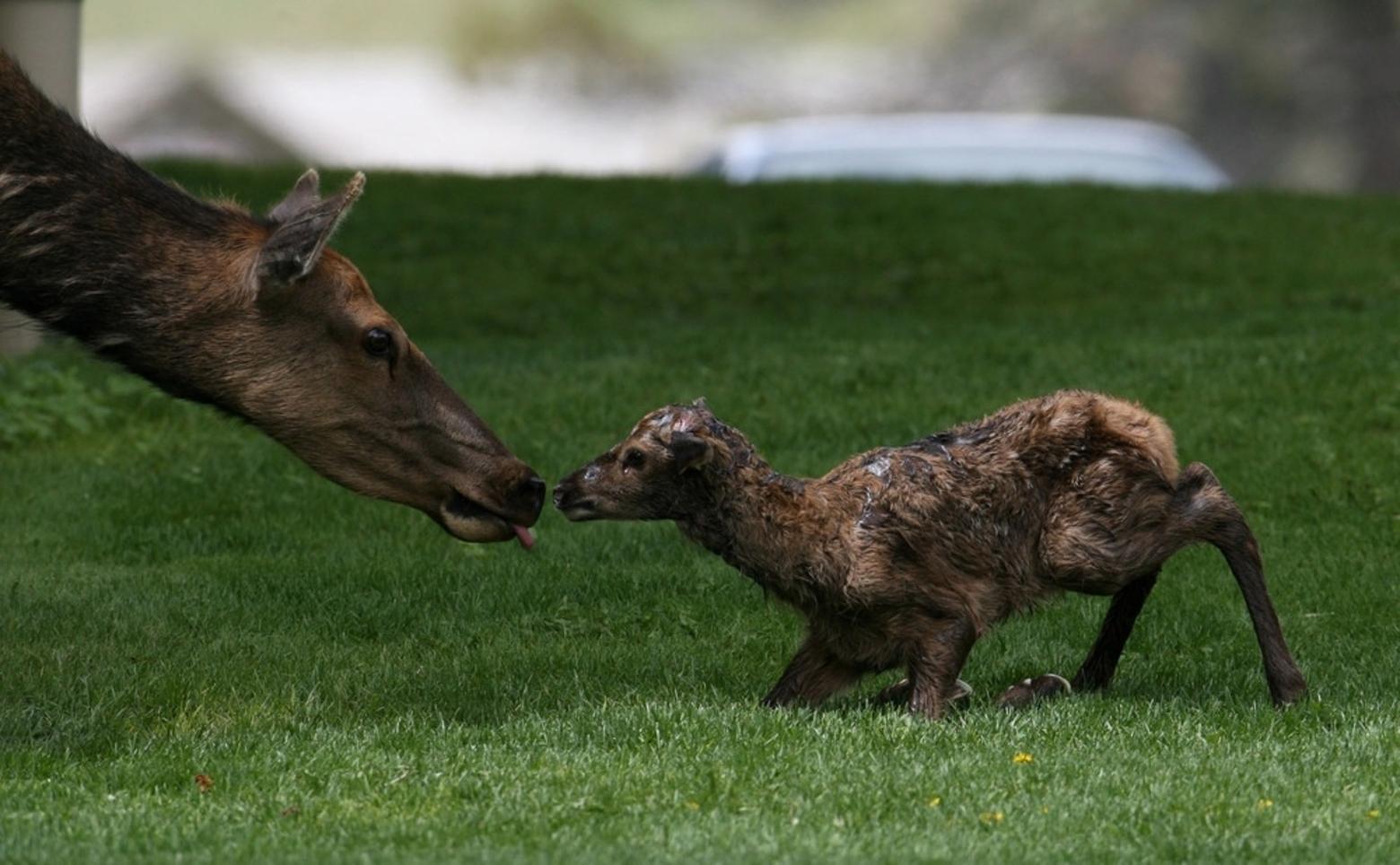 Elk mother and newborn calf on the lawn at Mammoth Hot Springs, headquarters for Yellowstone National Park. Photo by Jim Peaco/NPS