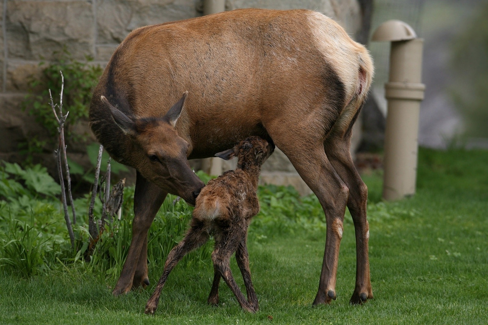 Thirty two minute-old-elk calf in Mammoth Hot Springs; Jim Peaco/NPS