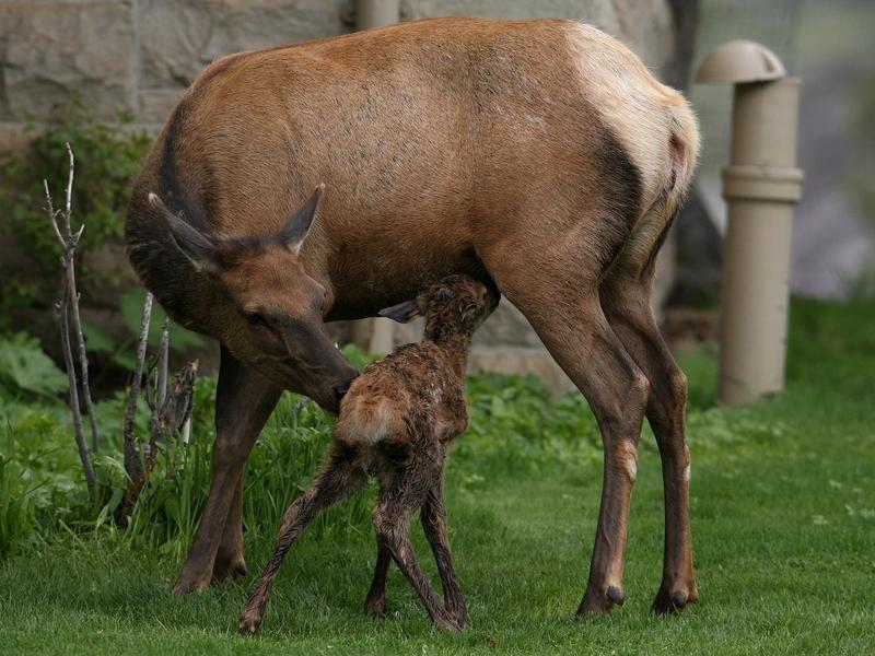 Thirty-two-minute-old elk calf in Mammoth Hot Springs; Jim Peaco/NPS