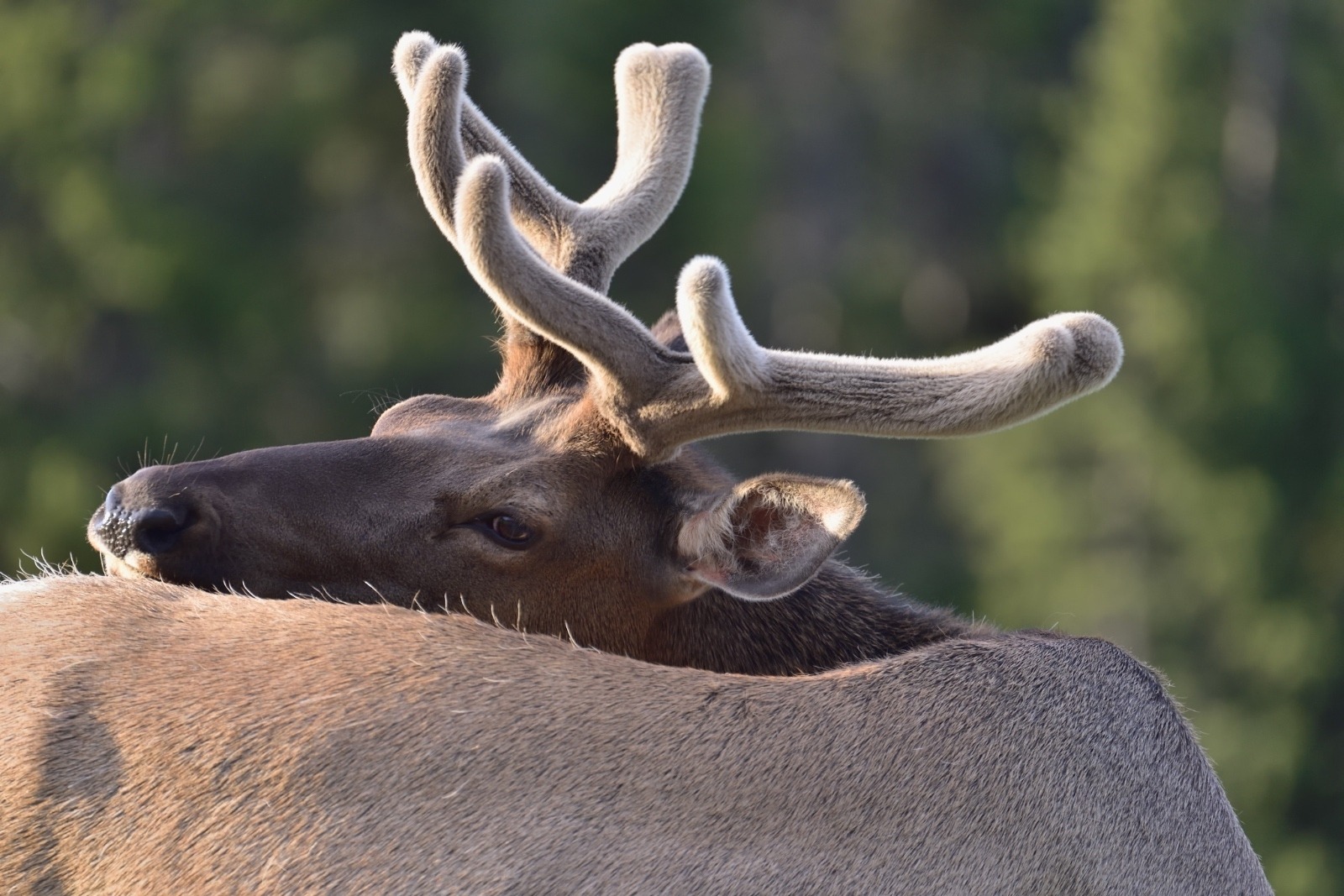Blood rich vibrant velvet nourishes the rapid growth of this year's elk antlers.  Photo courtesy Steven Fuller