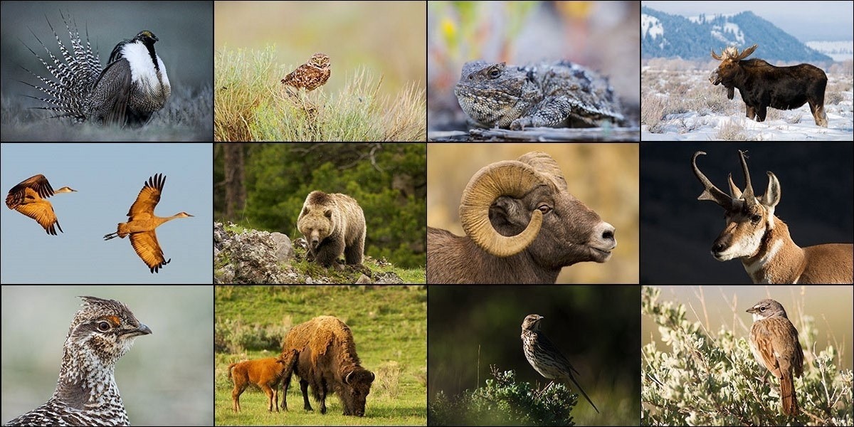 When habitat is protected for sage-grouse, it also benefits these species. Photos courtesy David Showalter