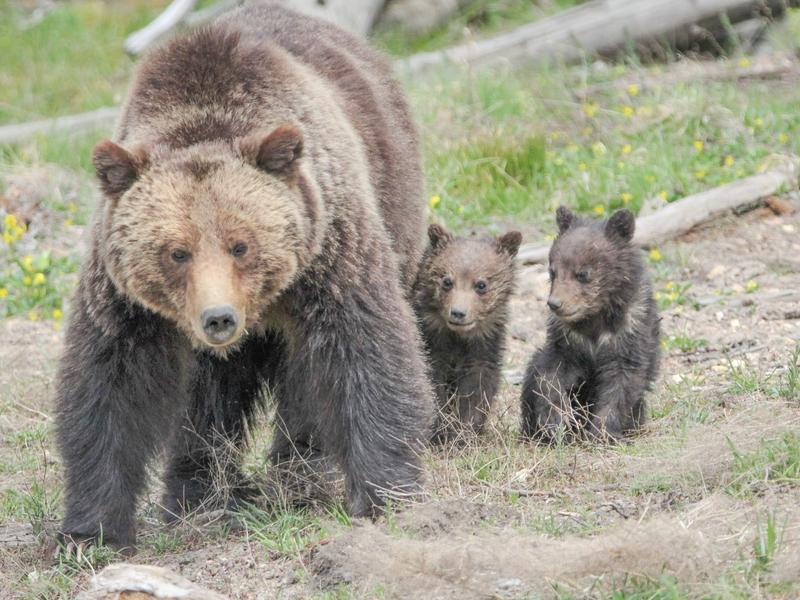A grizzly mother with cubs