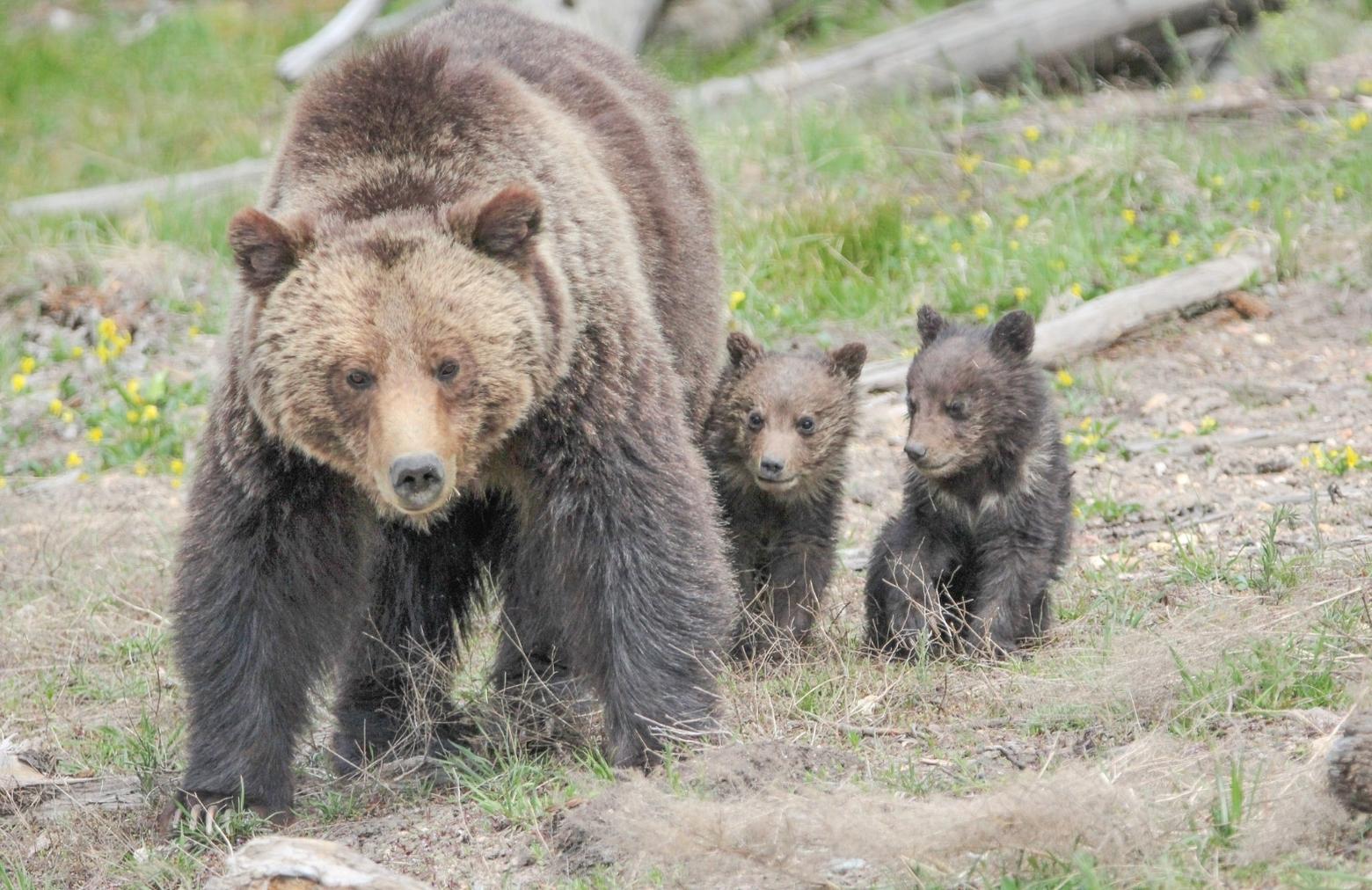 A mother grizzly and first-year cubs in Yellowstone, not unlike the adult bear killed in the Wind Rivers earlier in 2018 and her cubs orphaned and likely to die. Photo  courtesy NPS/Eric Johnston