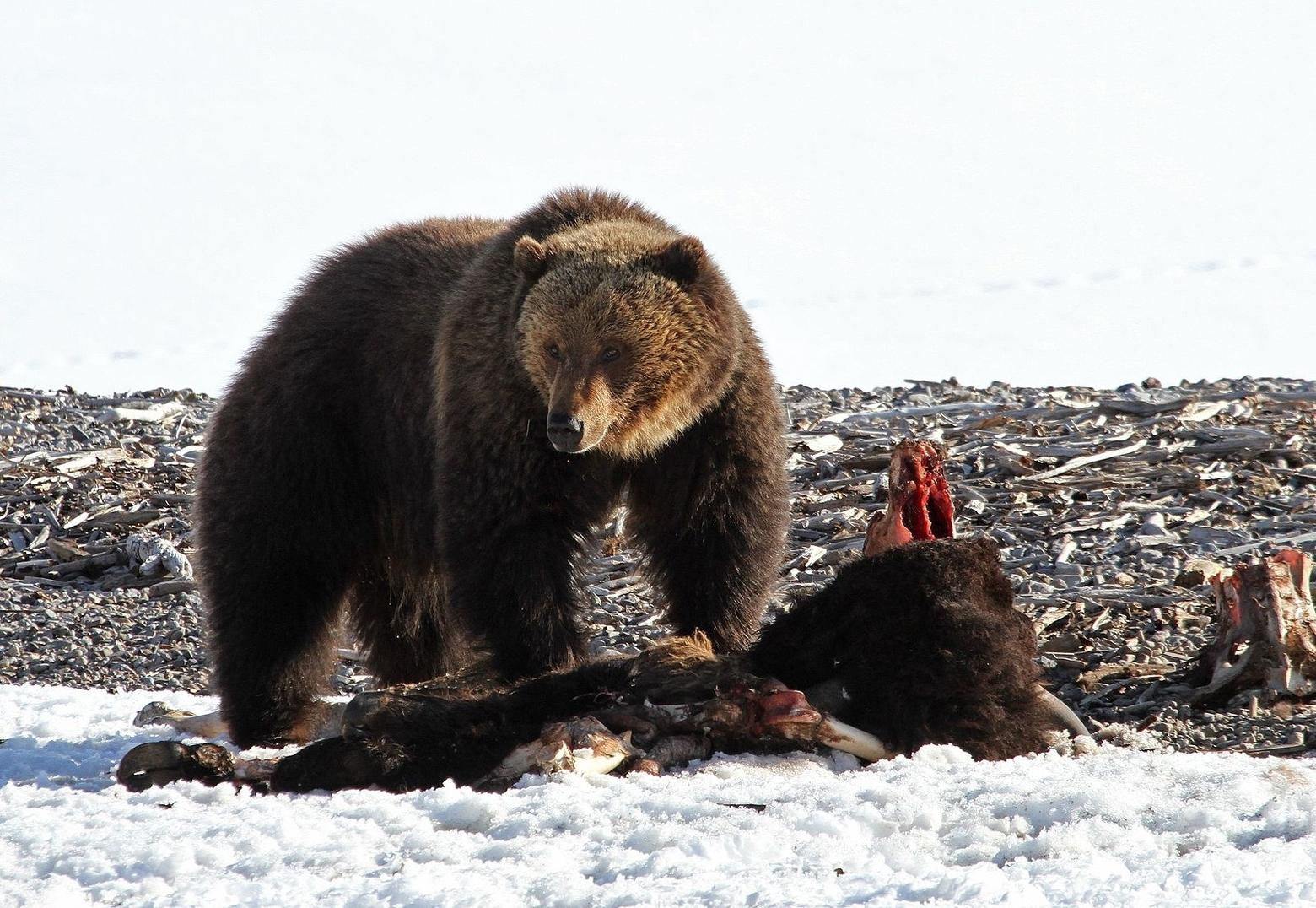 A grizzly feasts on a bison carcass in Yellowstone. Photo courtesy Jim Peaco/NPS