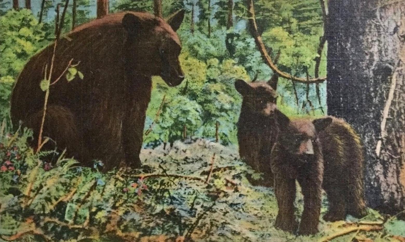 Antique postcard featuring black bears in New York state's Adirondack mountains.