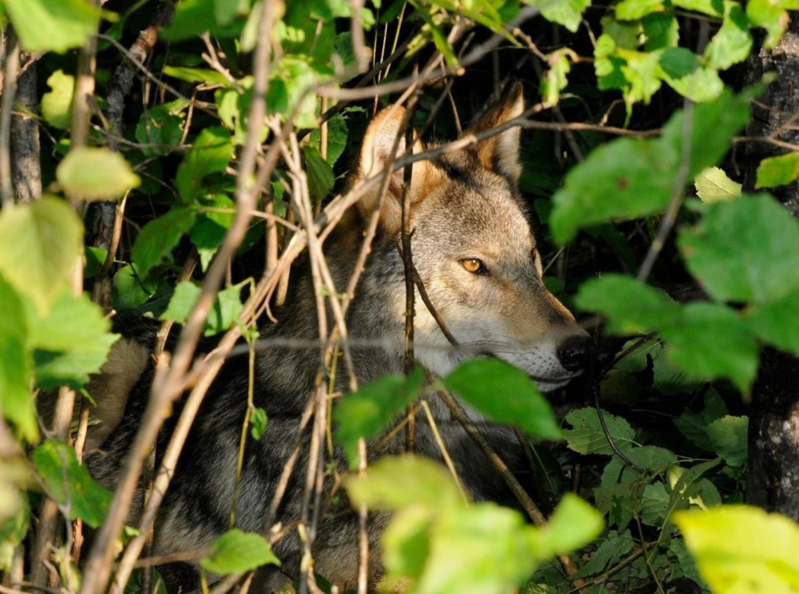 A gray wolf hidden in the underbrush. Photo courtesy NPS
